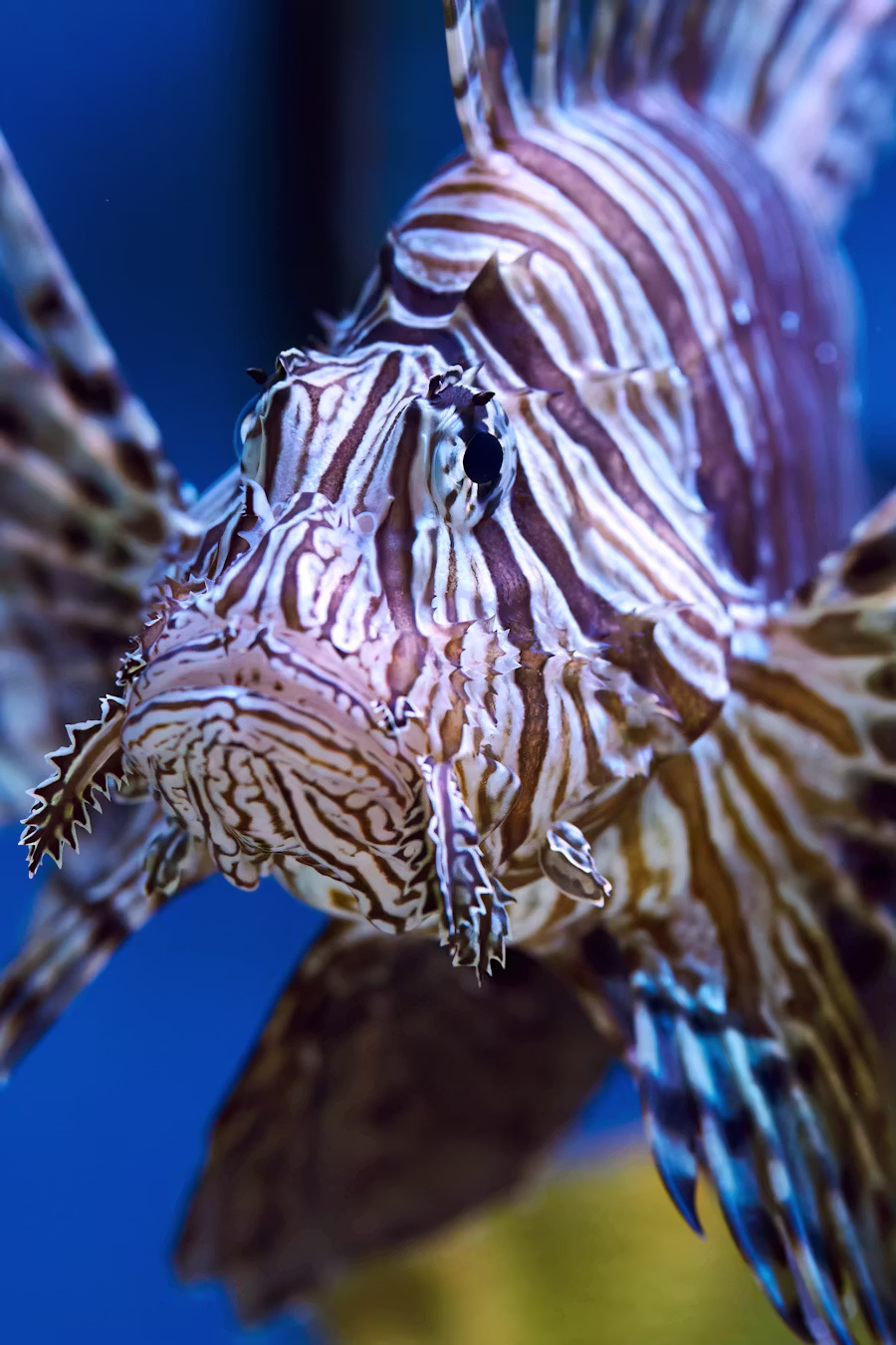 june-fish-banner-2.avif